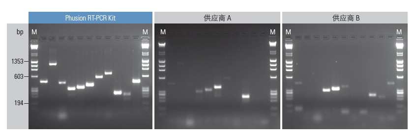 Phusion Flash High-Fidelity PCR Master MixF-548L 货号：F-548L