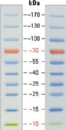 预染蛋白Ladder，预染蛋白Marker10kDa和70kDa 参比条带 货号：26616