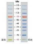 100bp Ladder DNA marker 货号：M-DNA-100bp