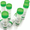 Axygen Taq酶试剂盒 (含dNTPs, 预混Mg++) 货号：AP-TAQ-5