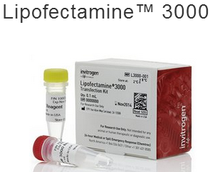 脂质体3000，Lipofectamine 3000 货号：L3000-008