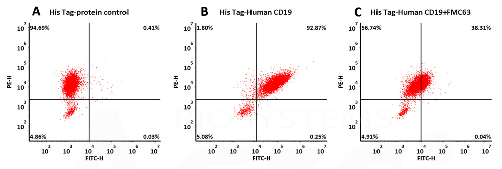 Human CD19 (20-291) Protein, His Tag 货号：CD9-H52H2-50ug