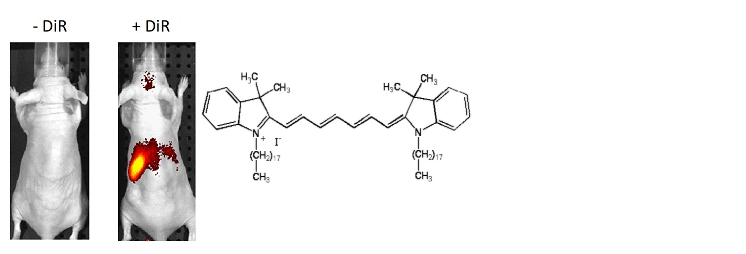 Cas(51306-35-5), DiR碘化物, ,DiR,